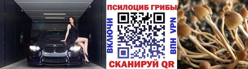 купить   Яровое  Псилоцибиновые грибы Cubensis 